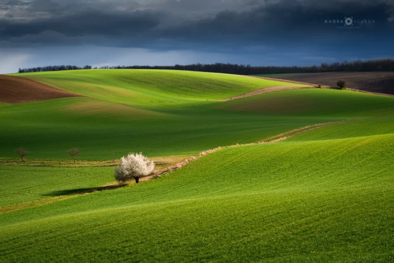 Rolling hills and blooming isolated tree in green landscape in spring Moravian Tuscany by Radek Severa moravske toskansko