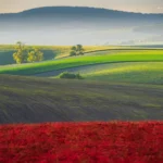 Rolling hills and landscape in spring May and red field in Moravian Tuscany by Radek Severa moravske toskansko
