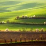Rolling hills landscape tree line in spring in Moravian Tuscany by Radek Severa moravske toskansko