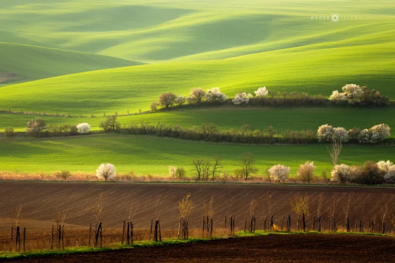 Rolling hills landscape tree line in spring in Moravian Tuscany by Radek Severa moravske toskansko