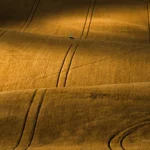 Rolling hills lines in field in summer in Moravian Tuscany by Radek Severa