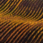 Rolling vineyard autumn moravian tuscany martin kamin