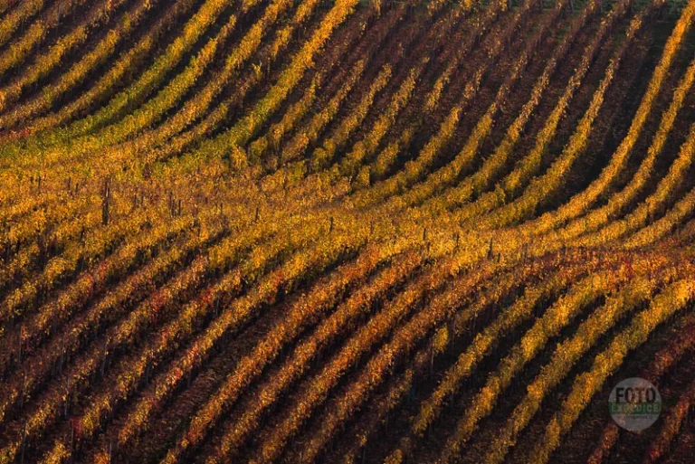 Rolling vineyard autumn moravian tuscany martin kamin