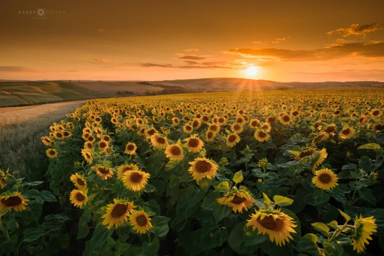 Sunflower field at sunset in Moravian Tuscany by Radek Severa moravske toskansko slunecnice