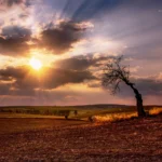 Isolated cherry tree at sunset in Moravian Tuscany by Radek Severa moravske toskansko