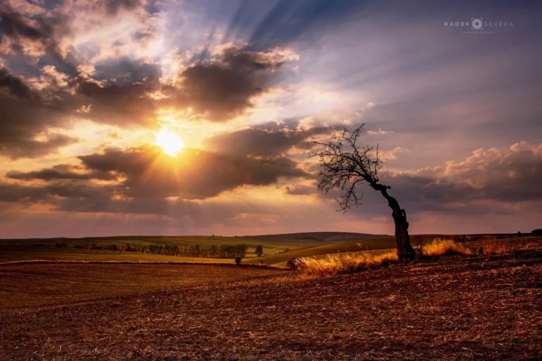 Isolated cherry tree at sunset in Moravian Tuscany by Radek Severa moravske toskansko