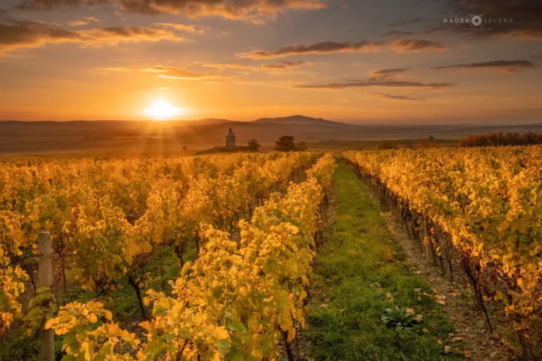 October sunset over an autumn vineyard, Moravian Tuscany