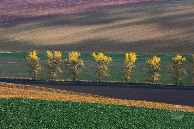 Tree line in moravian tuscany landscape martin kamin