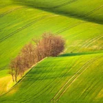 Trees in rolling hills moravian tuscany martin kamin
