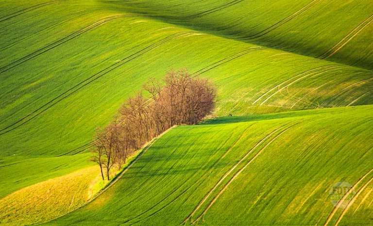 Trees in rolling hills moravian tuscany martin kamin