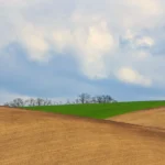 Trees on horizon moravian tuscany martin kamin