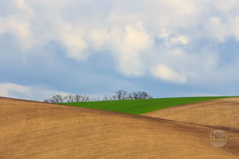 Trees on horizon moravian tuscany martin kamin