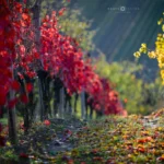 Vineyard in autumn fall colors in Moravian Tuscany by Radek Severa