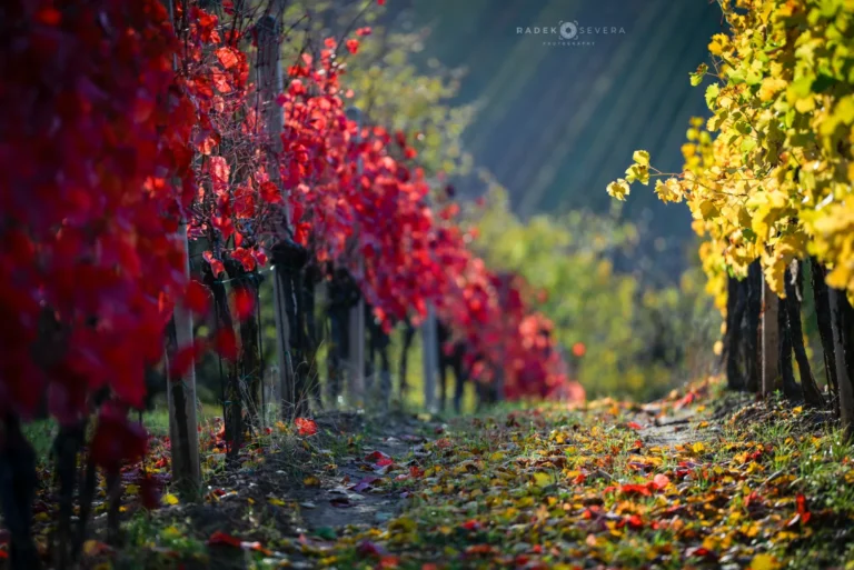 Vineyard in autumn fall colors in Moravian Tuscany by Radek Severa