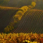 Vineyard autumn moravian tuscany martin kamin