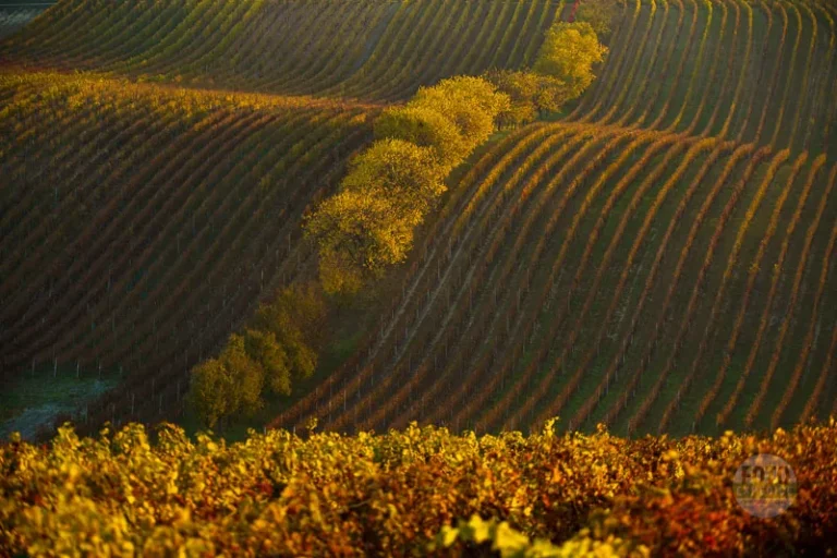 Vineyard autumn moravian tuscany martin kamin