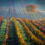 Cherry tree in vineyard in Cejkovice november autumn in Moravian Tuscany by Radek Severa cejkovicka tresen