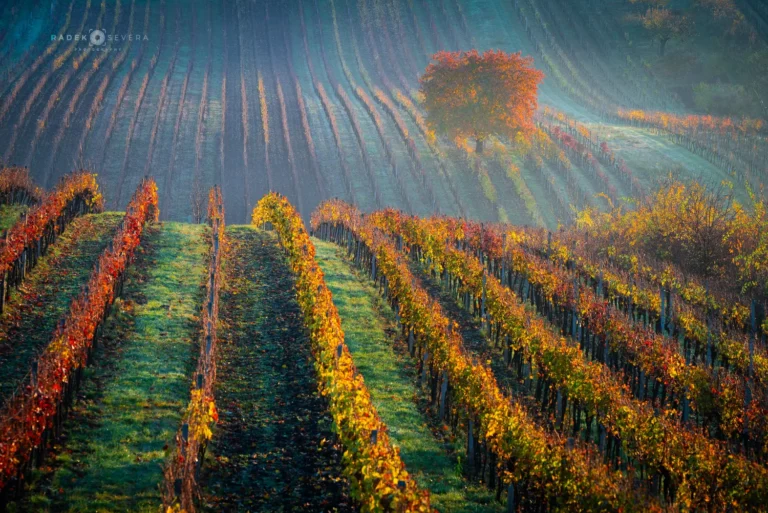 Cherry tree in vineyard in Cejkovice november autumn in Moravian Tuscany by Radek Severa cejkovicka tresen