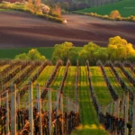 Vineyard Landscape in spring in Moravian Tuscany by Radek Severa moravske toskansko