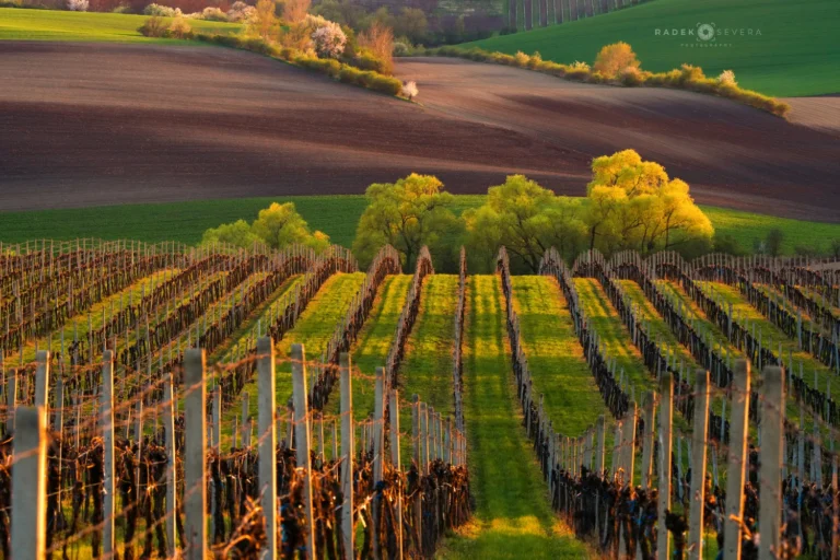 Vineyard Landscape in spring in Moravian Tuscany by Radek Severa moravske toskansko