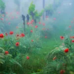 Vineyard and red poppies in mist in Moravian Tuscany by Radek Severa