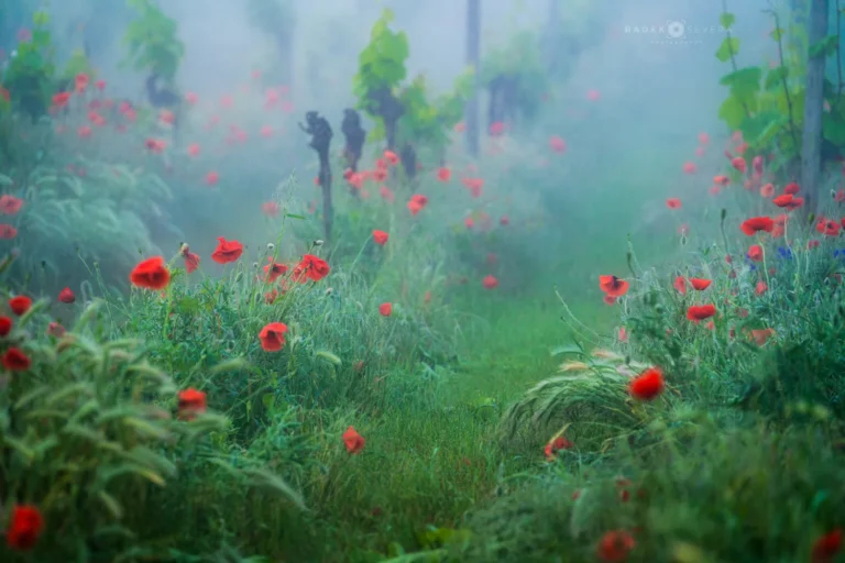 Vineyard and red poppies in mist in Moravian Tuscany by Radek Severa