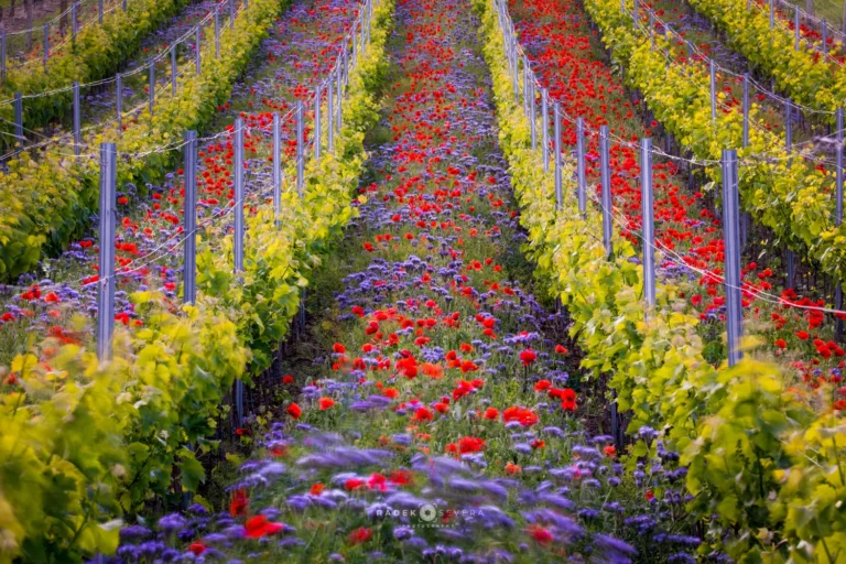 Vineyard wildflowers and red poppies in Moravian Tuscany by Radek Severa