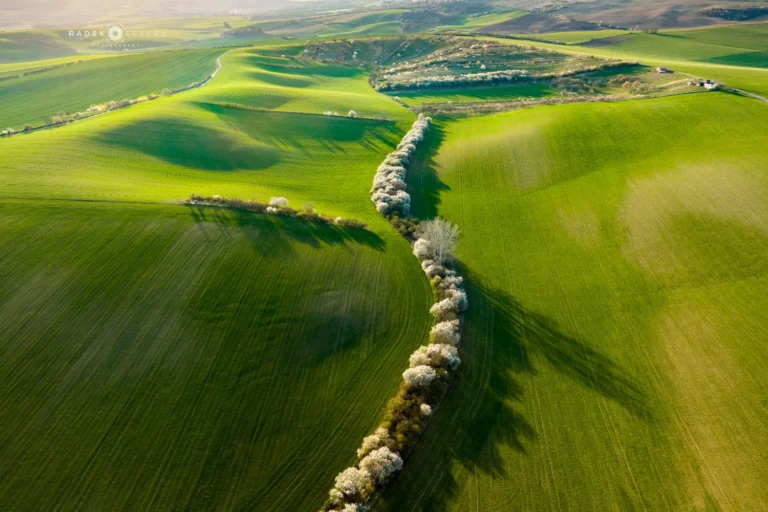 Wavy landscape aerial view in spring april tree line in Moravian Tuscany by Radek Severa Moravske Toskansko