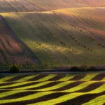 Wavy landscape and fruit tree orchard in Moravian Tuscany by Radek Severa Sardické biopasy