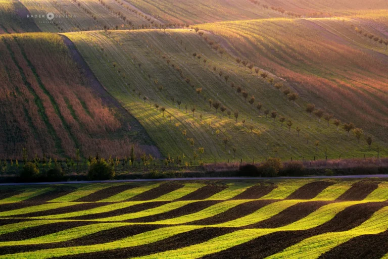 Wavy landscape and fruit tree orchard in Moravian Tuscany by Radek Severa Sardické biopasy