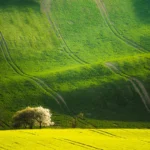 Wavy landscape green carpet springtime moravian tuscany martin kamin