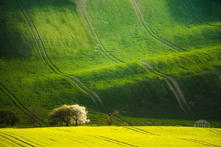 Wavy landscape green carpet springtime moravian tuscany martin kamin