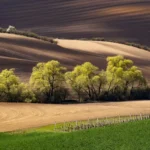 Wavy landscape tree line moravian tuscany martin kamin