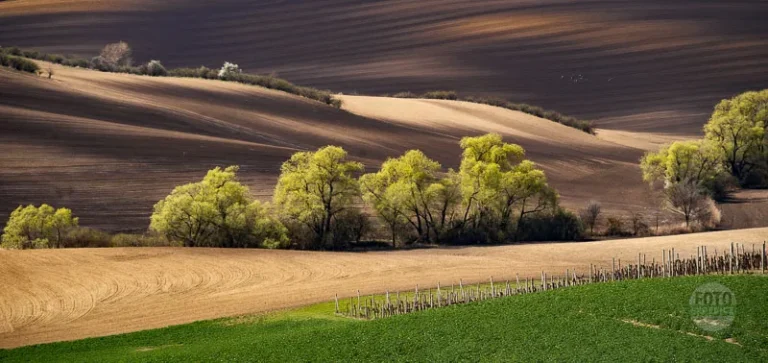Wavy landscape tree line moravian tuscany martin kamin