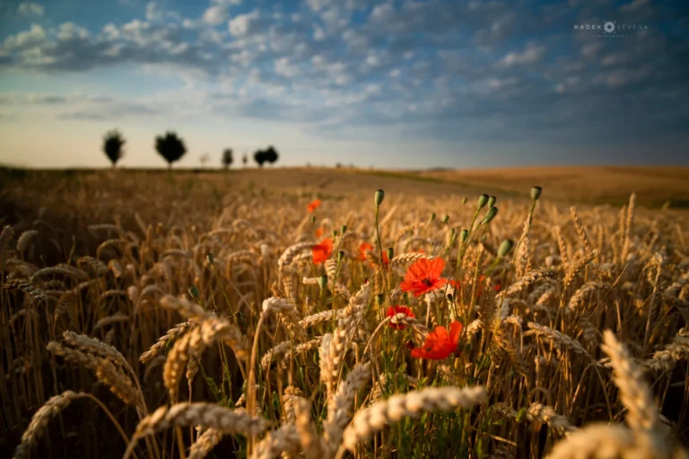 Ripening wheat fields in July, Moravian Tuscany in summer